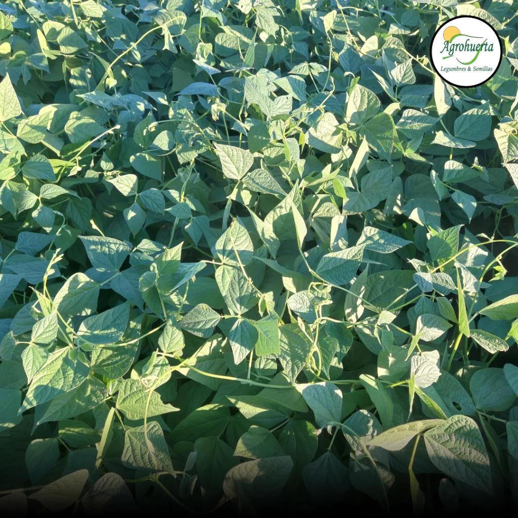 planta-frejol-poroto-cimarron-agrohuerta