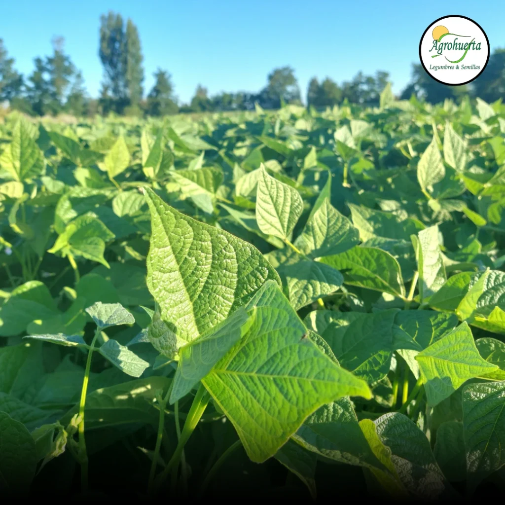 planta-frejol-rubi-agrohuerta