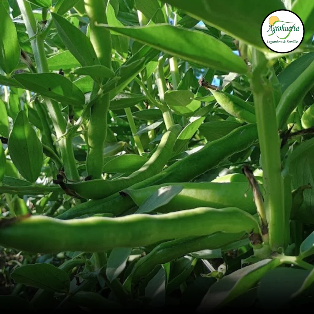 planta-haba-super-aguadulce-agrohuerta-2