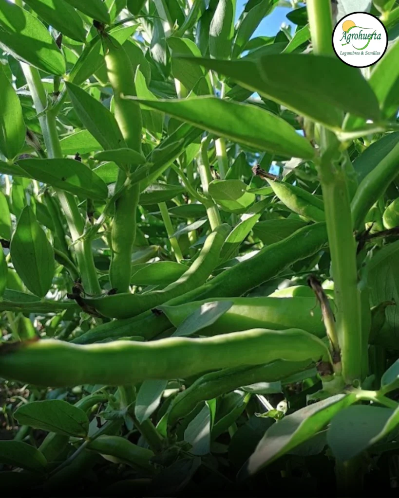 planta-haba-super-aguadulce-agrohuerta