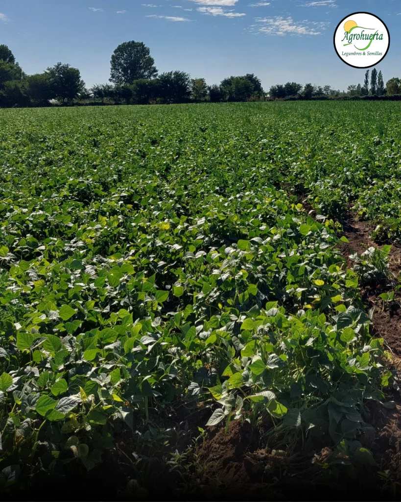 planta-poroto-apolo-agrohuerta