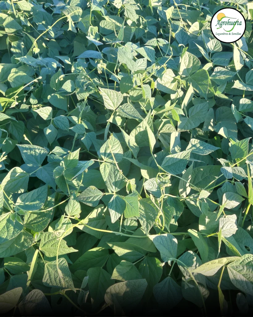 planta-poroto-cimarron-agrohuerta