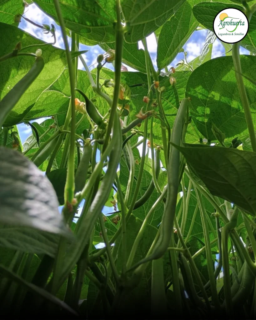 planta-poroto-magnum-agrohuerta