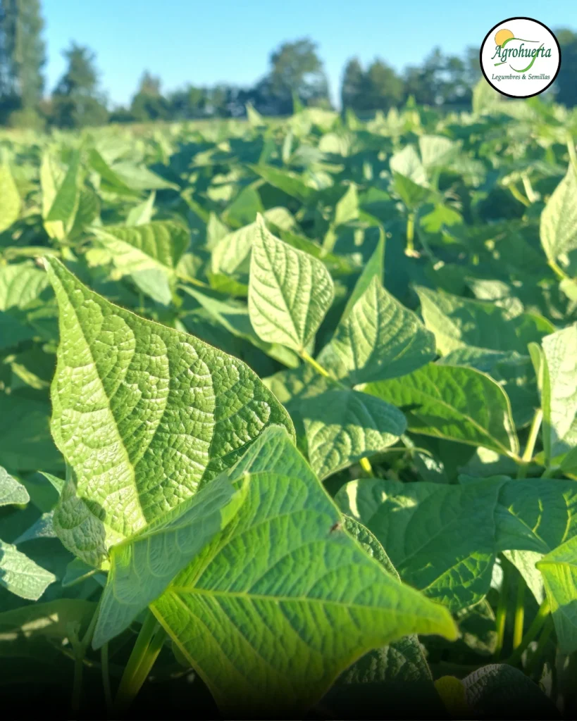 planta-poroto-rubi-agrohuerta