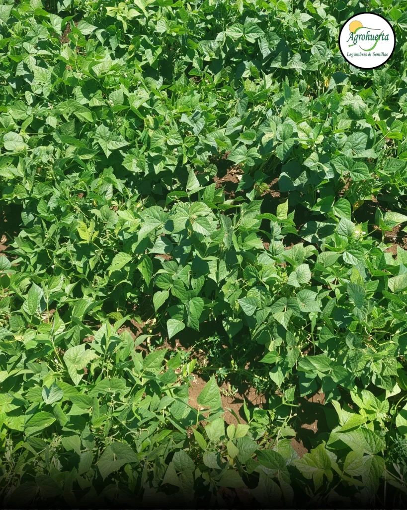 planta-poroto-venus-agrohuerta