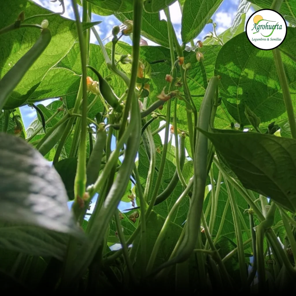 planta-poroto-verde-agrohuerta