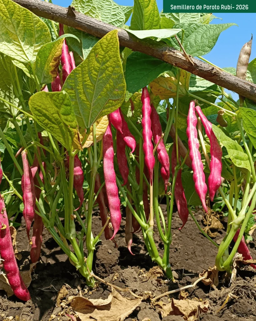 Plantas de poroto Rubí con vainas rojas en el semillero