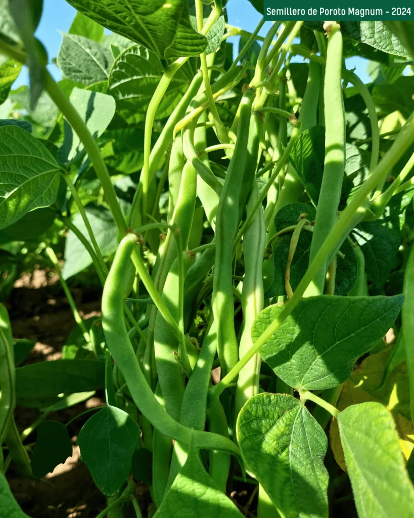 Plantas de poroto Magnum con vainas verdes en el semillero