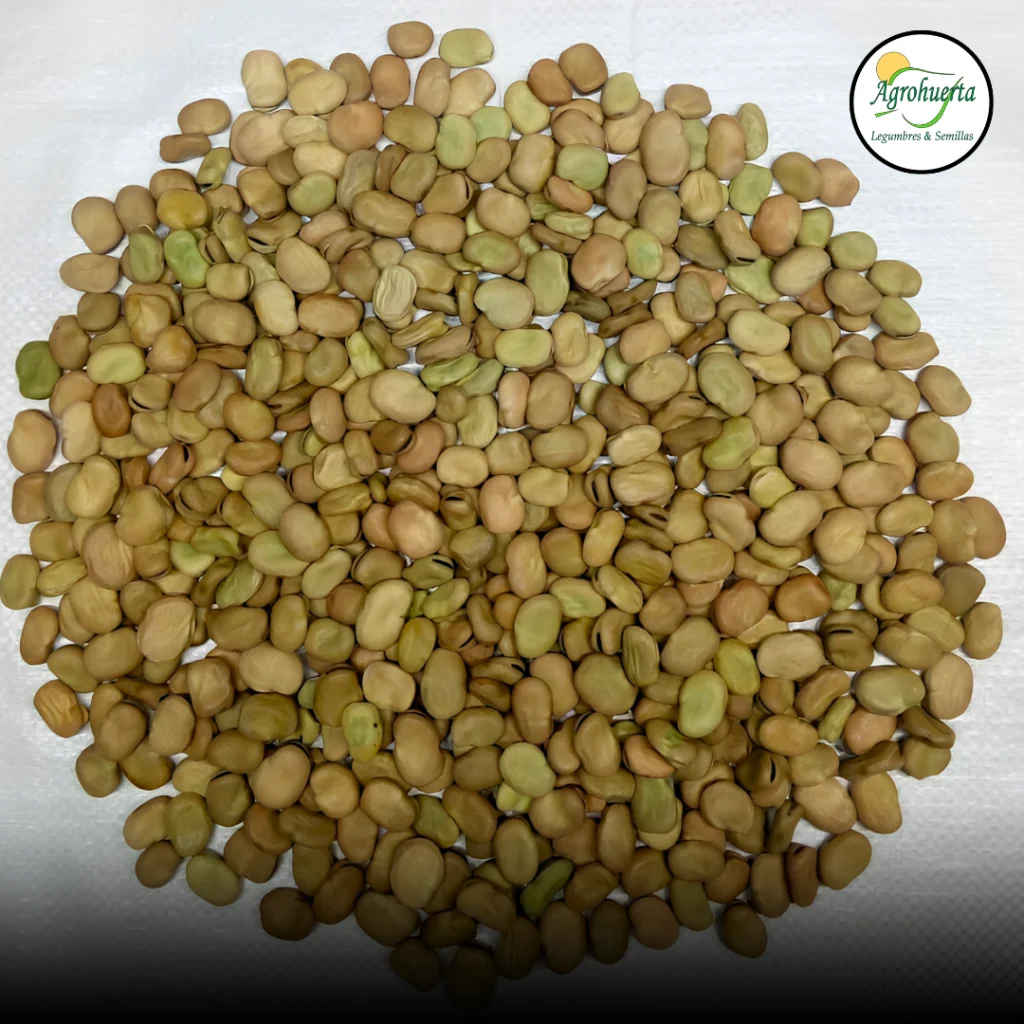 semilla-haba-super-aguadulce-agrohuerta-2