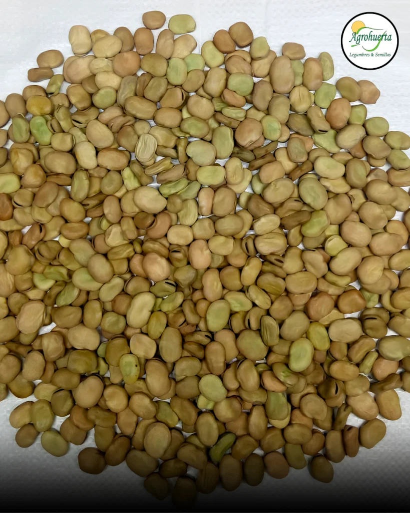 semilla-haba-super-aguadulce-agrohuerta