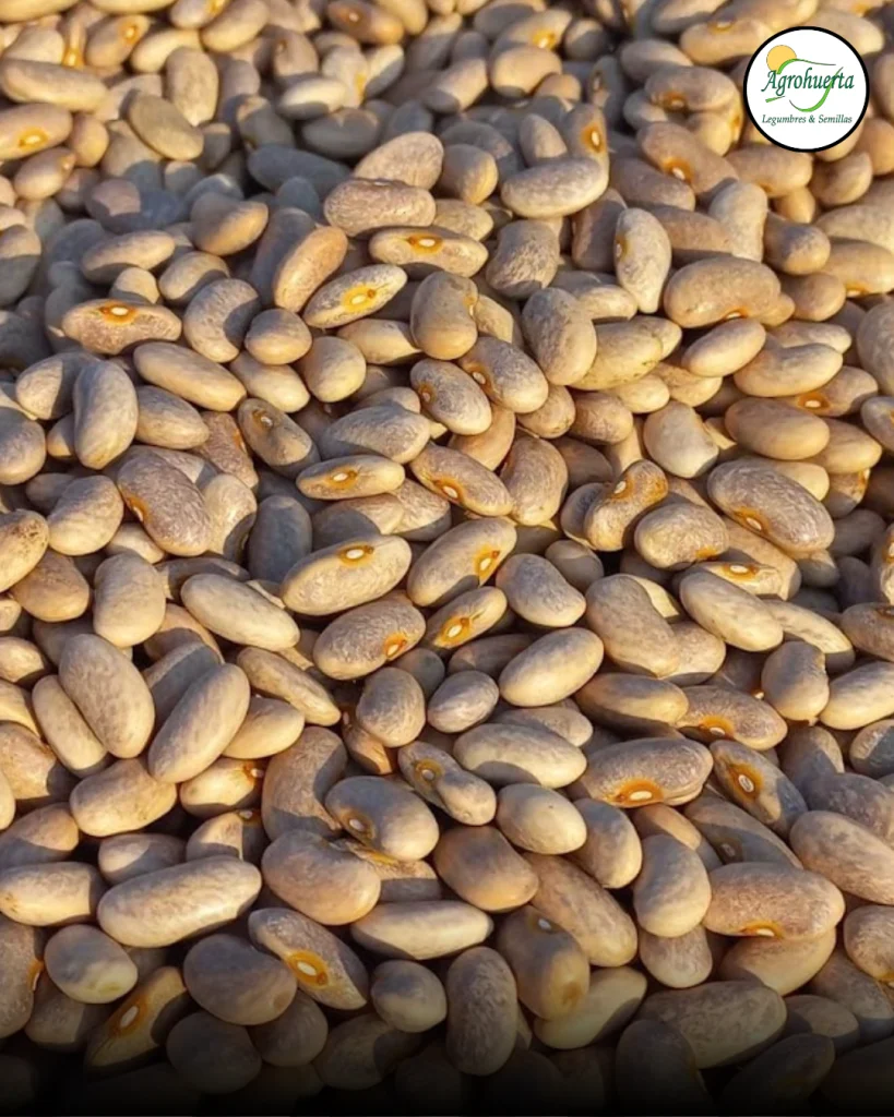 semilla-poroto-apolo-agrohuerta