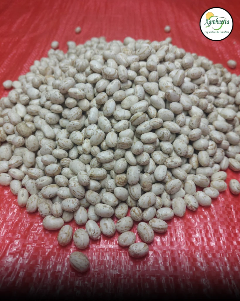 semilla-poroto-cimarron-agrohuerta