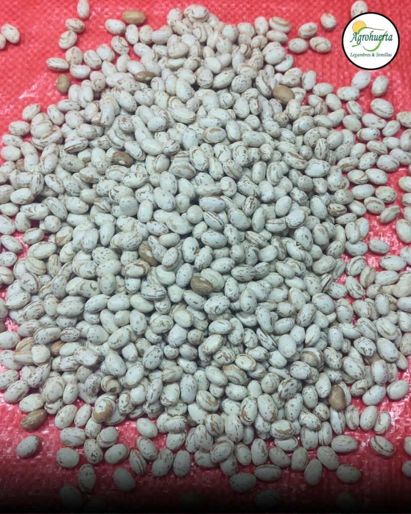 semilla-poroto-rubi-agrohuerta