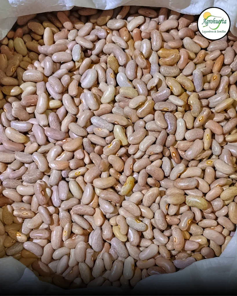 semilla-poroto-venus-agrohuerta