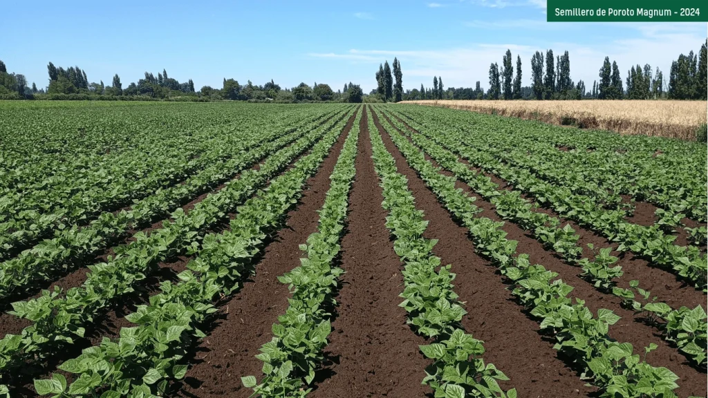 Semillero de poroto Magnum en hileras junto a un cultivo de cereal