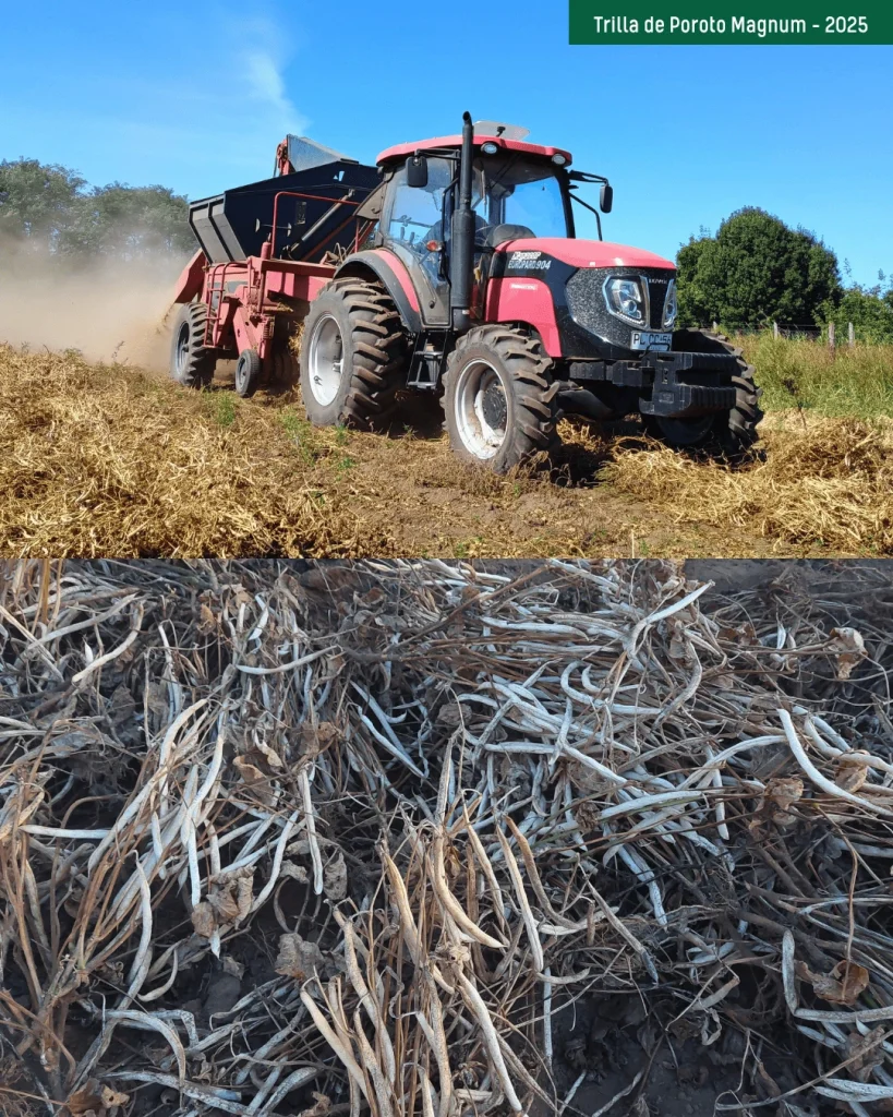 Trilla de poroto Magnum con tractor y maquinaria en el campo