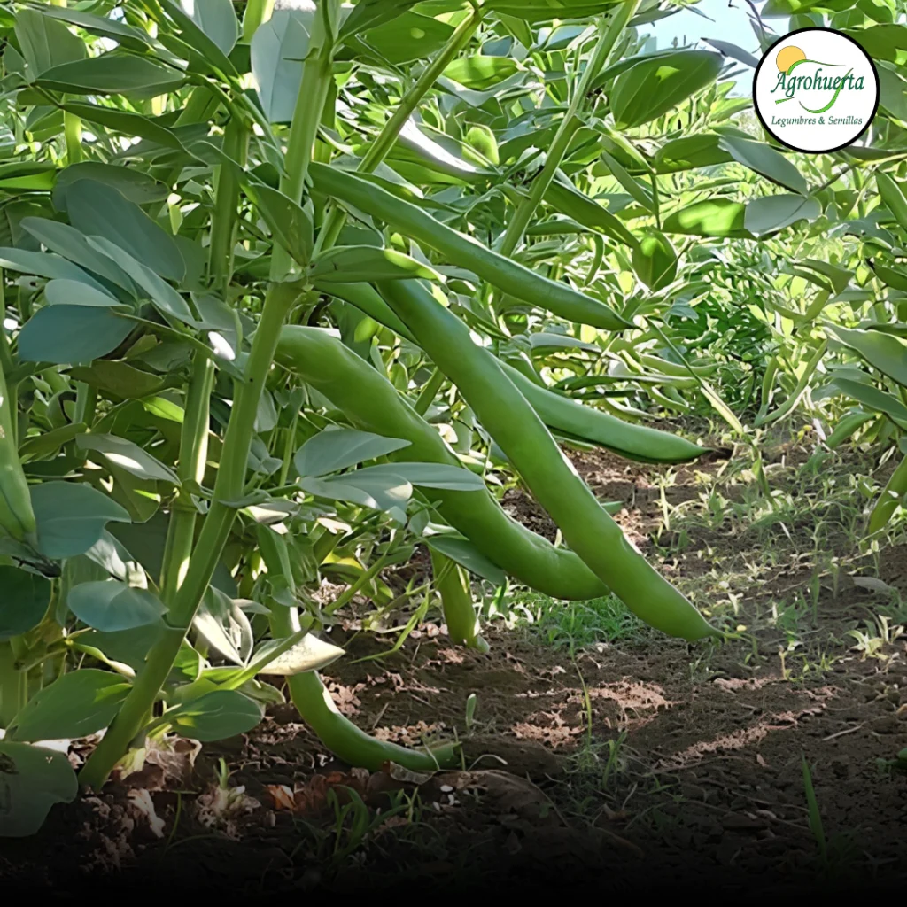vainas-haba-super-aguadulce-agrohuerta-2