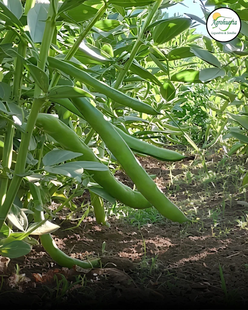 vainas-haba-super-aguadulce-agrohuerta