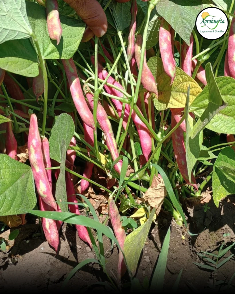 vainas-poroto-cimarron-agrohuerta
