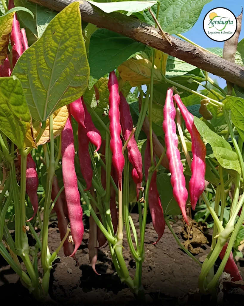 vainas-poroto-rubi-agrohuerta