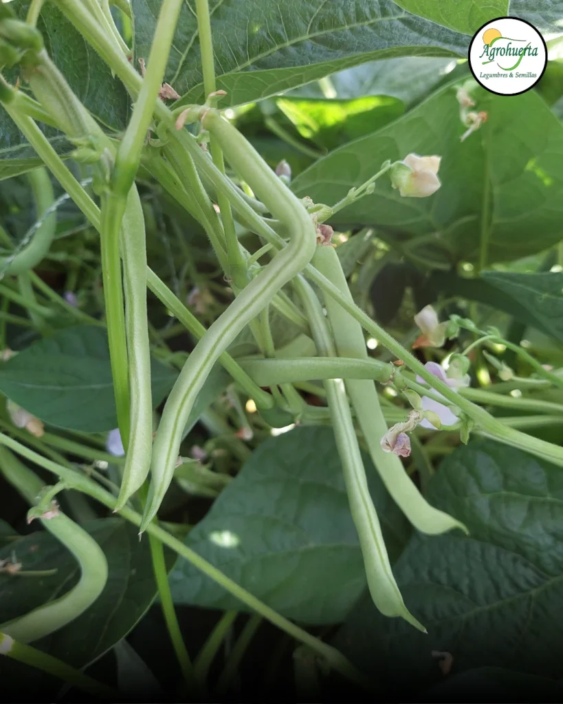 vainas-poroto-venus-agrohuerta